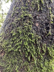 Homalothecium nuttallii