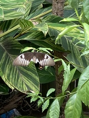 Papilio aegeus aegeus