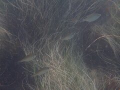 Hyperprosopon argenteum