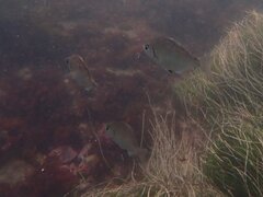 Hyperprosopon argenteum