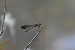 Heliocypha bisignata