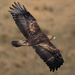 Águila Real Norteamericana - Photo (c) Juan lacruz, algunos derechos reservados (CC BY)