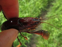 Procambarus gracilis