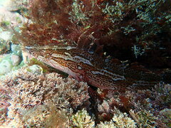 Heterostichus rostratus