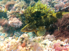 Heterostichus rostratus