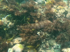 Heterostichus rostratus