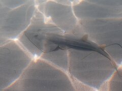 Pseudobatos productus