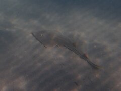 Pseudobatos productus