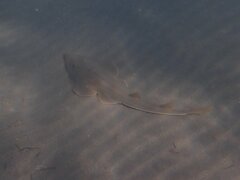 Pseudobatos productus