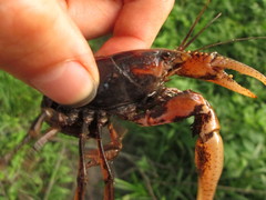 Procambarus gracilis