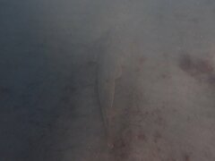 Pseudobatos productus