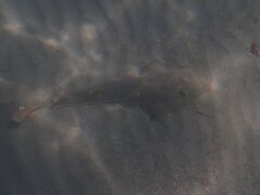 Pseudobatos productus