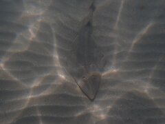 Pseudobatos productus