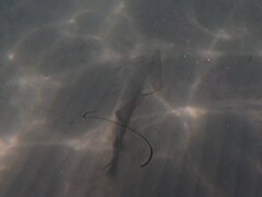 Pseudobatos productus