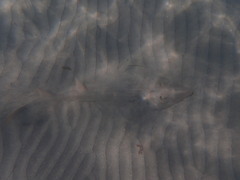 Pseudobatos productus