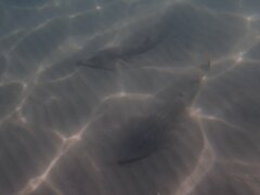 Pseudobatos productus