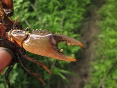 Procambarus gracilis