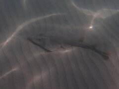 Pseudobatos productus