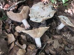Russula polyphylla