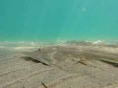 Pseudobatos productus