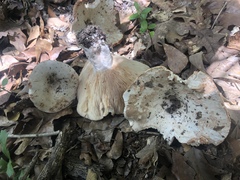 Russula polyphylla