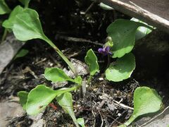 Viola fuscoviolacea