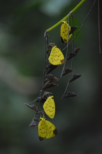 Three-spotted Grass Yellow photo 5