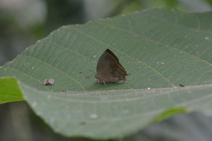 Surendra quercetorum