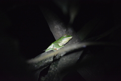 Rhacophorus malabaricus