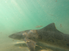 Triakis semifasciata