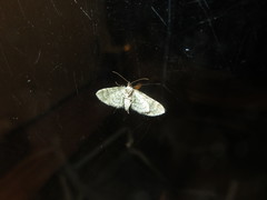 Eupithecia annulata