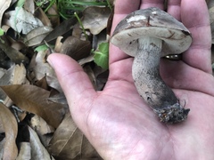 Tylopilus griseocarneus