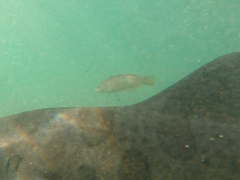 Halichoeres semicinctus