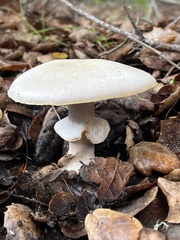 Agaricus hondensis
