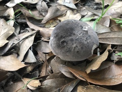 Tylopilus griseocarneus