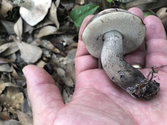 Tylopilus griseocarneus