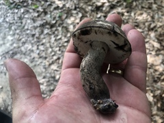 Tylopilus griseocarneus