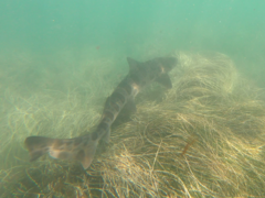 Triakis semifasciata