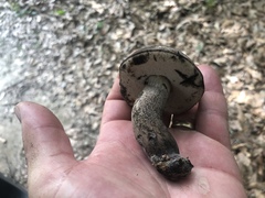 Tylopilus griseocarneus