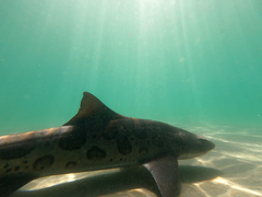 Triakis semifasciata