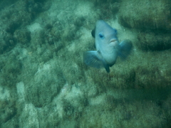 Stegastes acapulcoensis