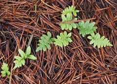 Polypodium