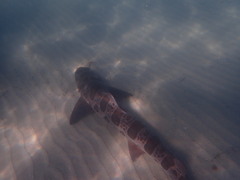 Triakis semifasciata