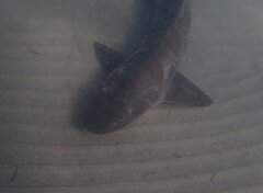 Triakis semifasciata