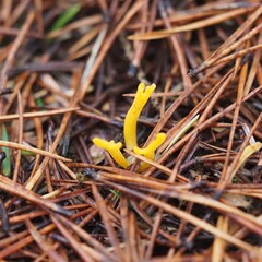 Calocera viscosa