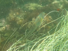 Halichoeres semicinctus