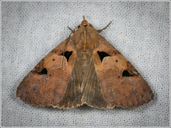 Avatha discolor