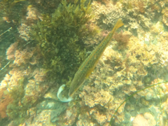 Halichoeres semicinctus