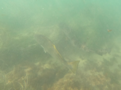 Triakis semifasciata