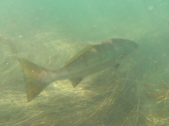 Atractoscion nobilis